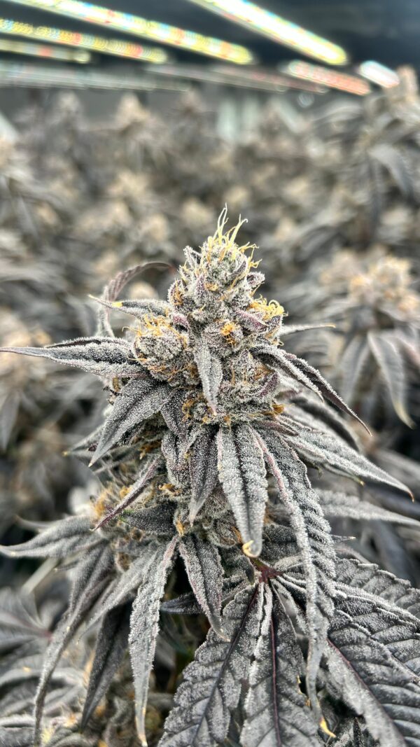 Purple Cream - (small batch) - Image 2